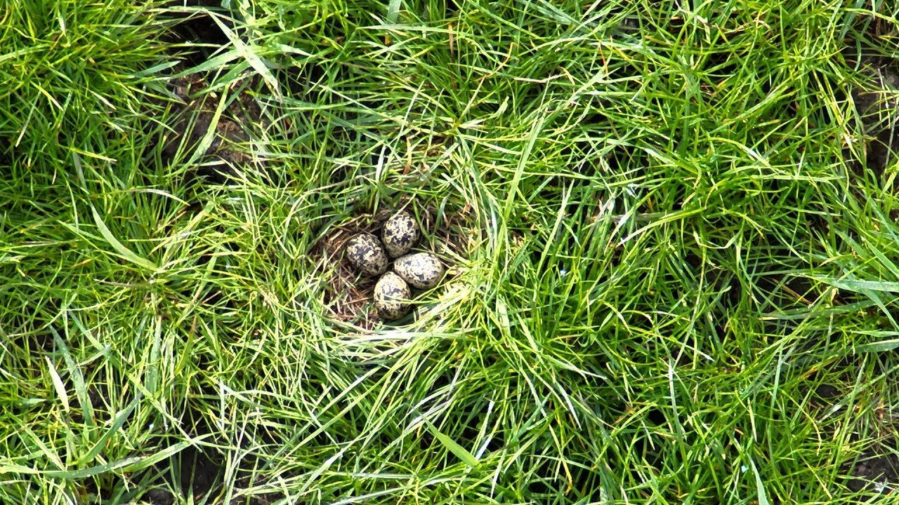 Luftbild: Nest mit Wiesenbrütern von oben