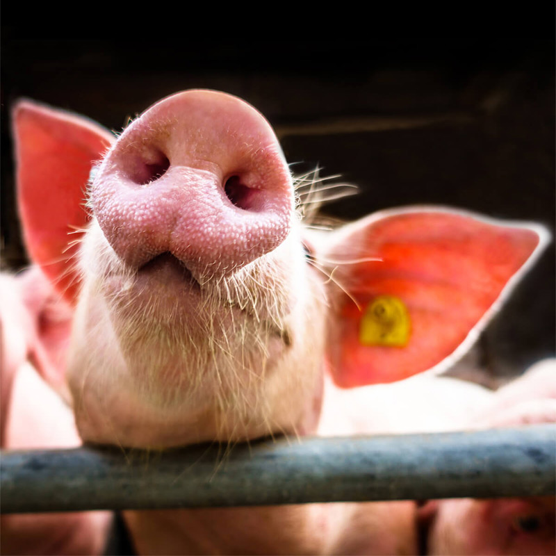LandSchwein Produkte