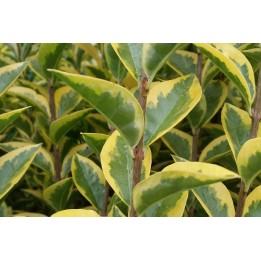Goldliguster (Ligustrum ovalifolium 'Aureum')