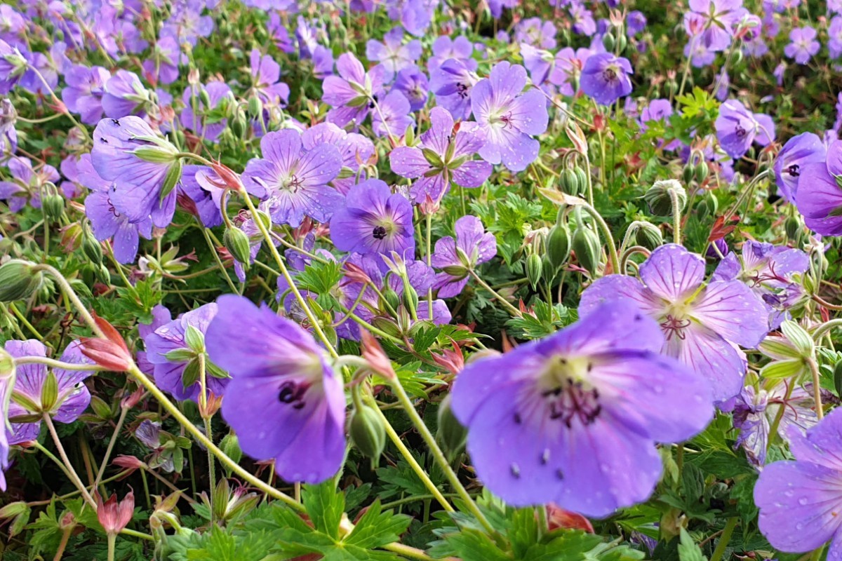 Stauden zur Flächenbegrünung (Geranium 'Rozanne')