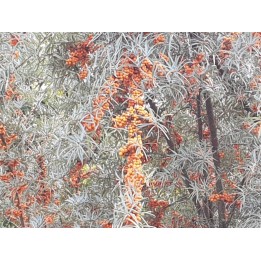 Sanddorn (Hippophae rhamnoides)