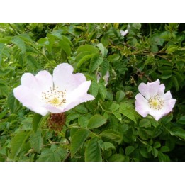Hundsrose (Rosa canina)