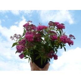 Rote Sommerspiere (Spiraea bumalda 'Anthony Waterer')