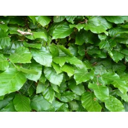 Rotbuche (Fagus sylvatica) als Freilandware