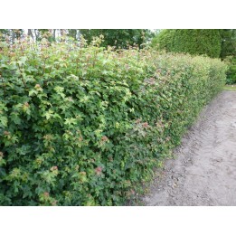 Feldahorn (Acer campestre) als Hecke