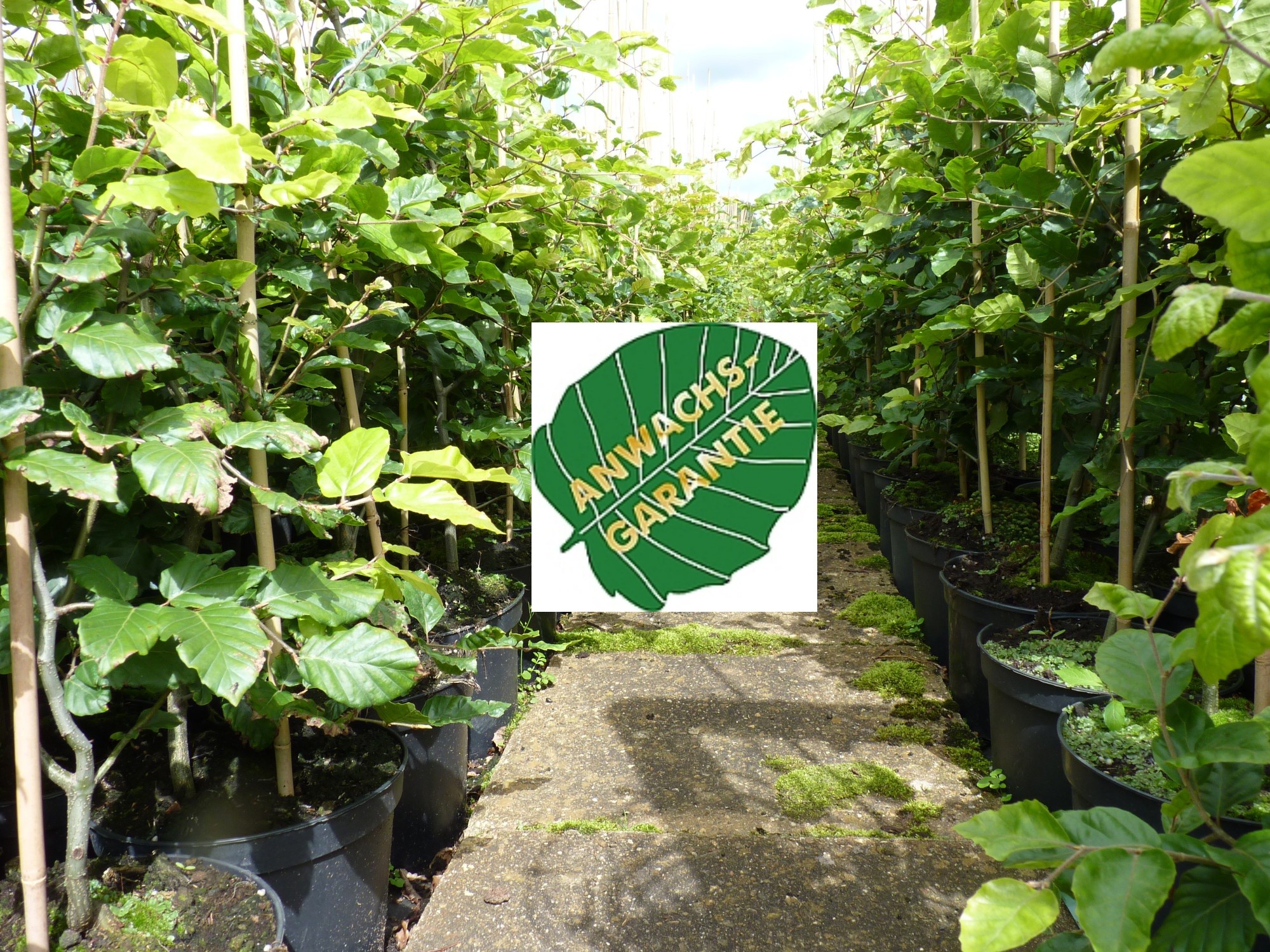 Anwachsgarantie-Beet