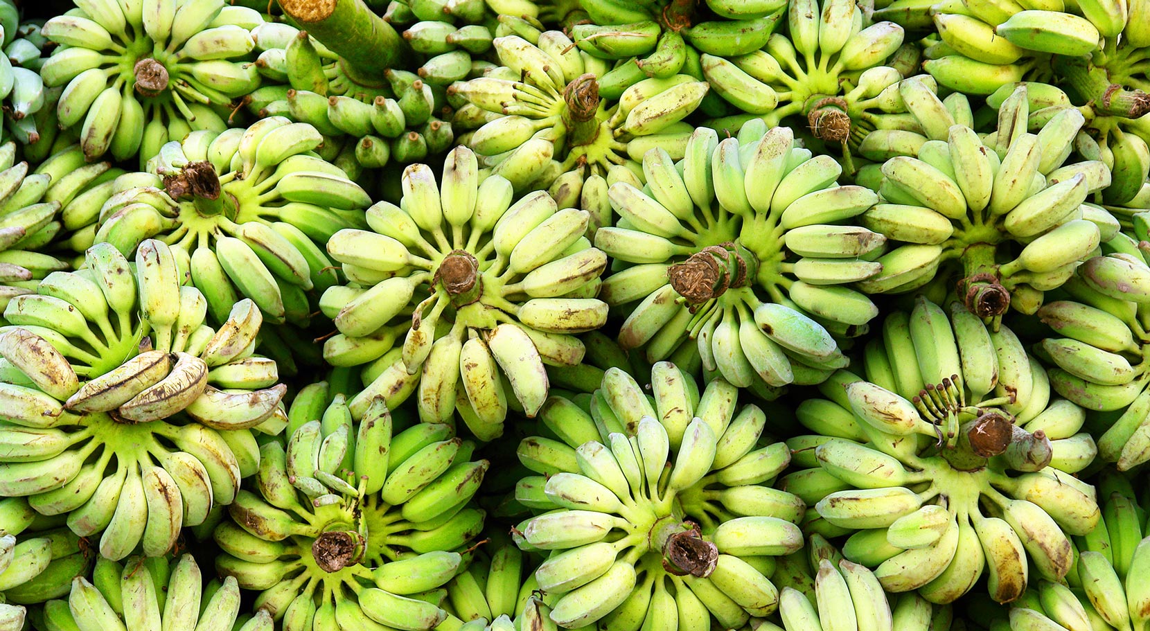 FIS (Fruit Insurance Services)
