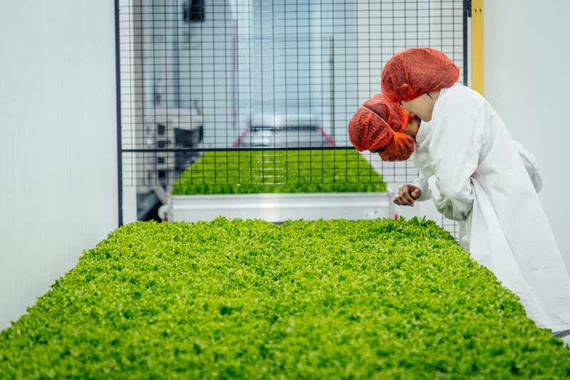 Salat- und Kräuterproduktion