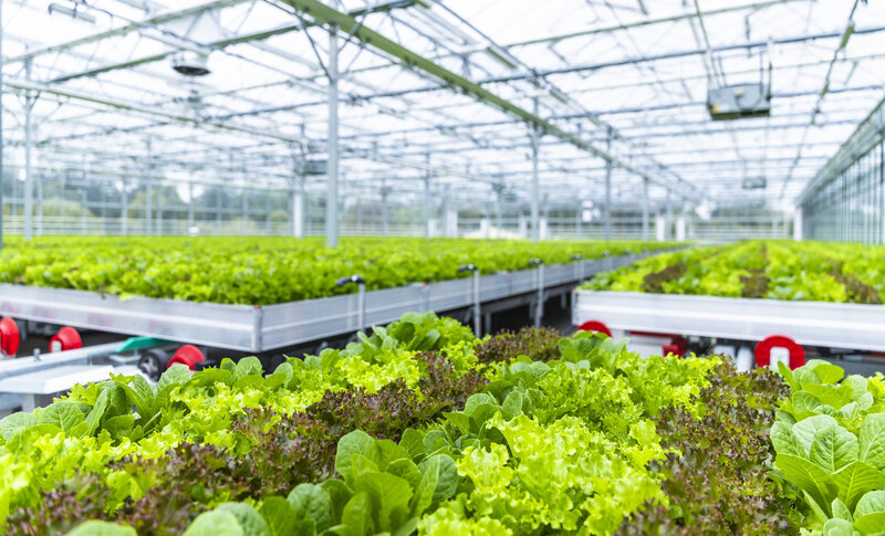 REWE-Rooftop-Farm