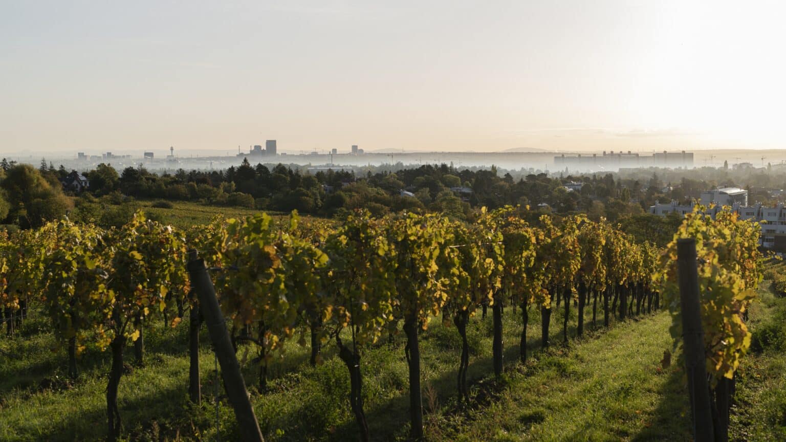 Impression vom Weingut in Wien