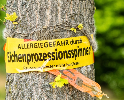 Bekämpfung Eichenprozessionsspinner
