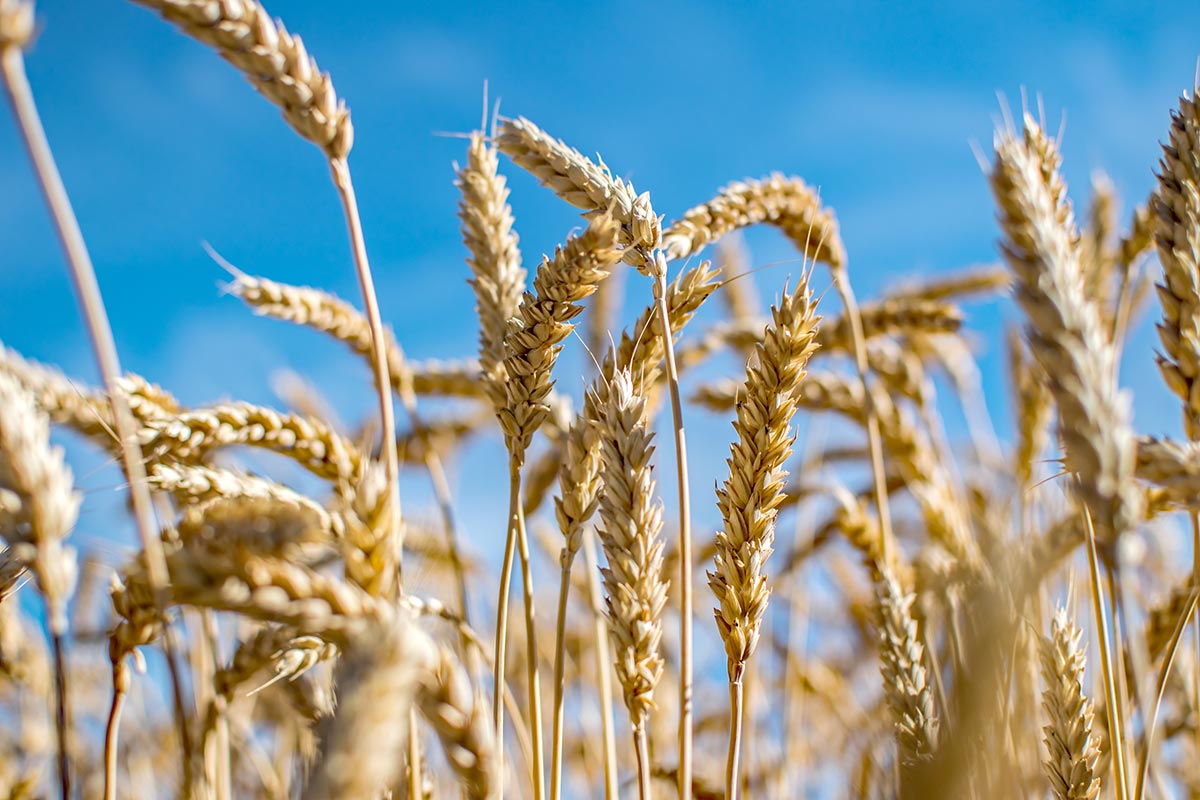 Crop Protection