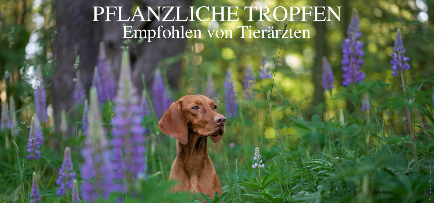 Purple Stars pflanzliche Tropfen für Hunde