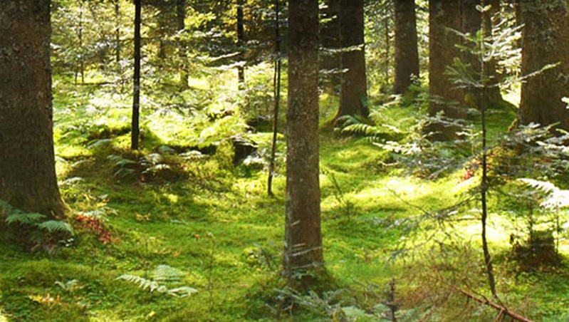 Softwood from the Black Forest
