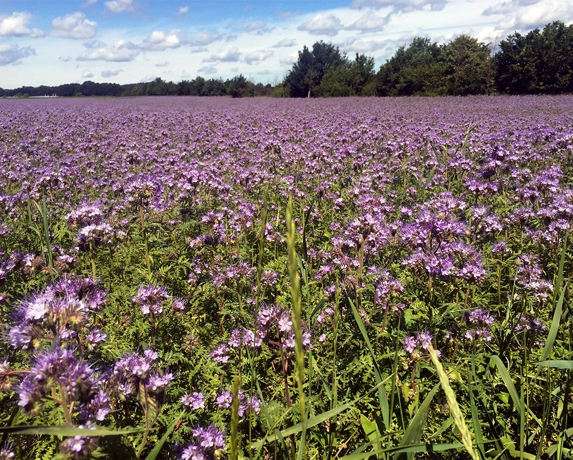 Bienenweide Phacelia