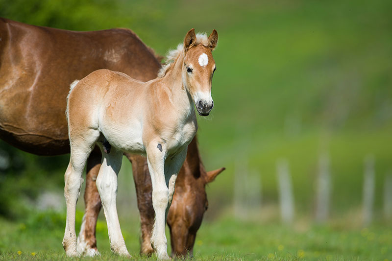 Tiergesundheitstests