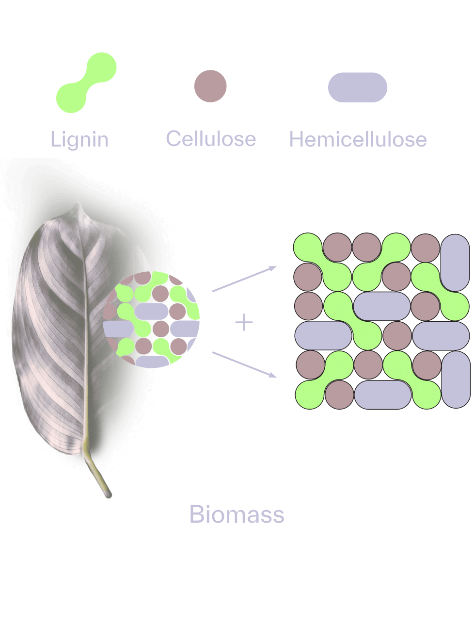 PRIMAA White Lignin