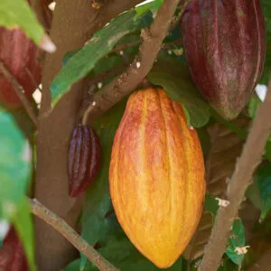 Fairtrade-Kakao