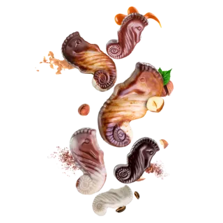 Seahorses