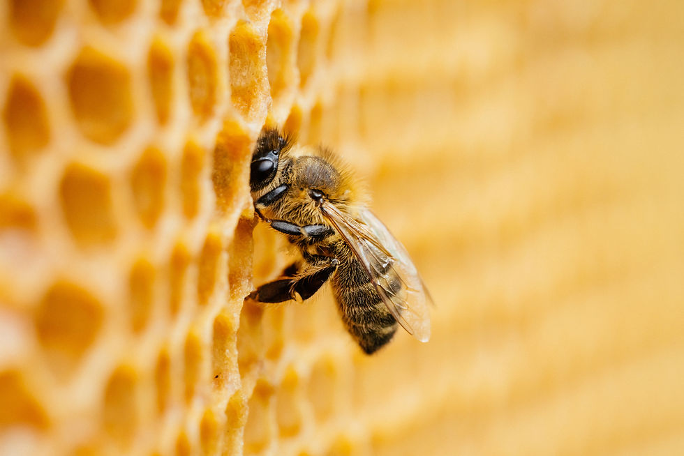 Honig aus eigener Imkerei