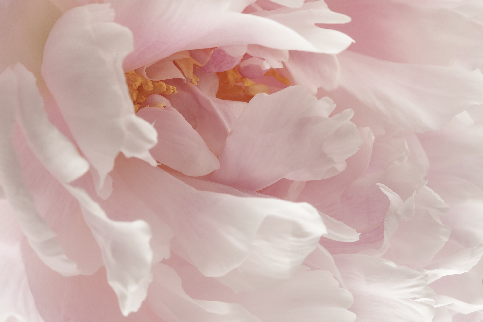 ErlenWelt Fragrance