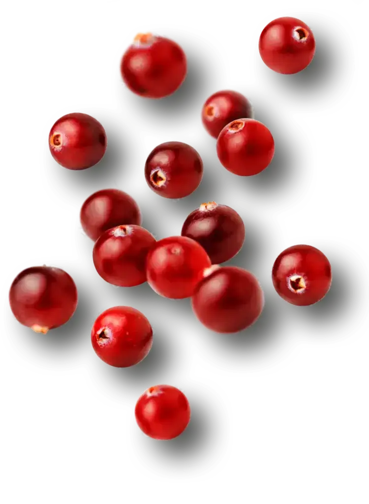 Wildpreiselbeeren aus der Beerenwelt