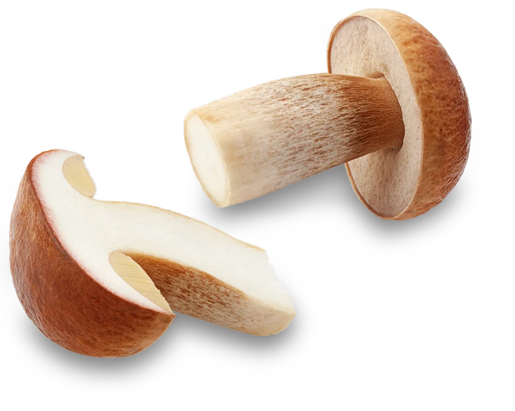 Aus der Valenzi Pilzwelt