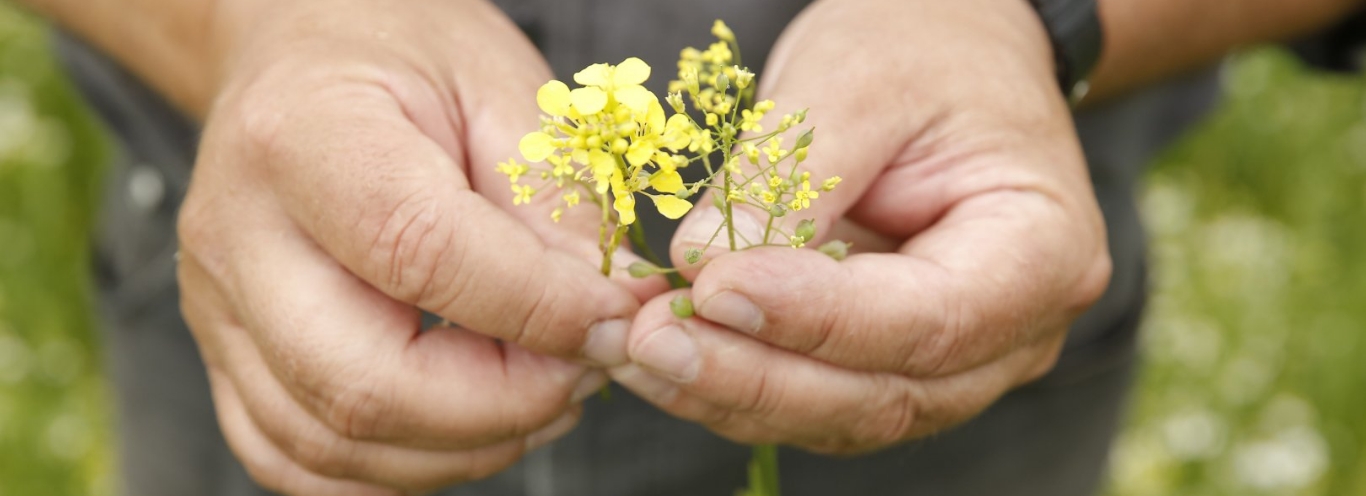 BIO PLANÈTE Speiseöle