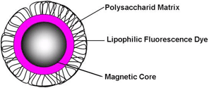 nano-screenMAG fluoreszierende magnetische Nanopartikel