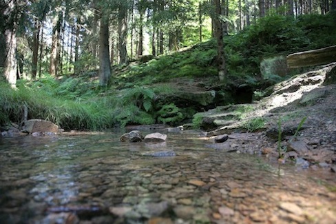 Holz als Rohstoff aus regionaler Forstwirtschaft