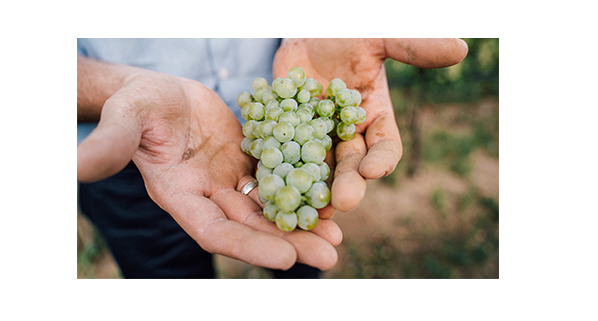 Weingut Alphart