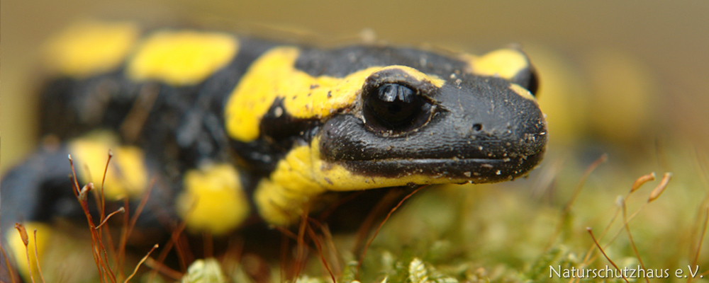 Fire salamander – amphibian protection
