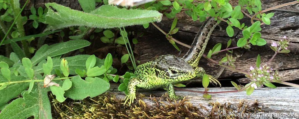 Lizard