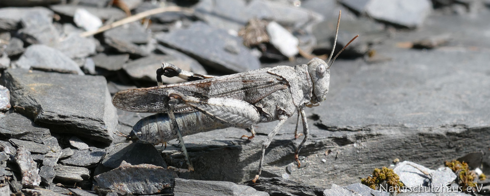 Grasshopper