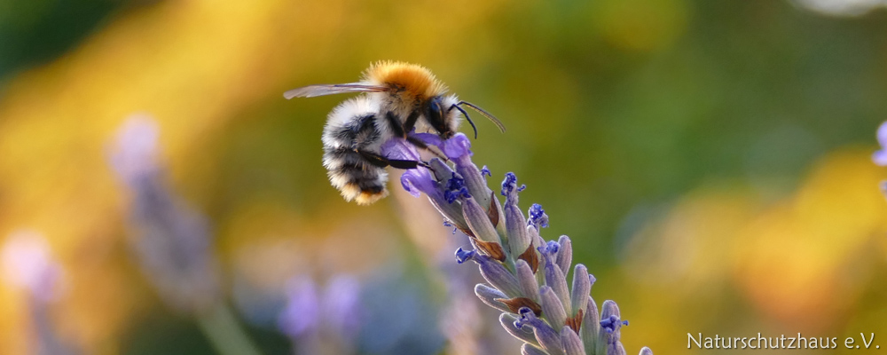 Bumblebee