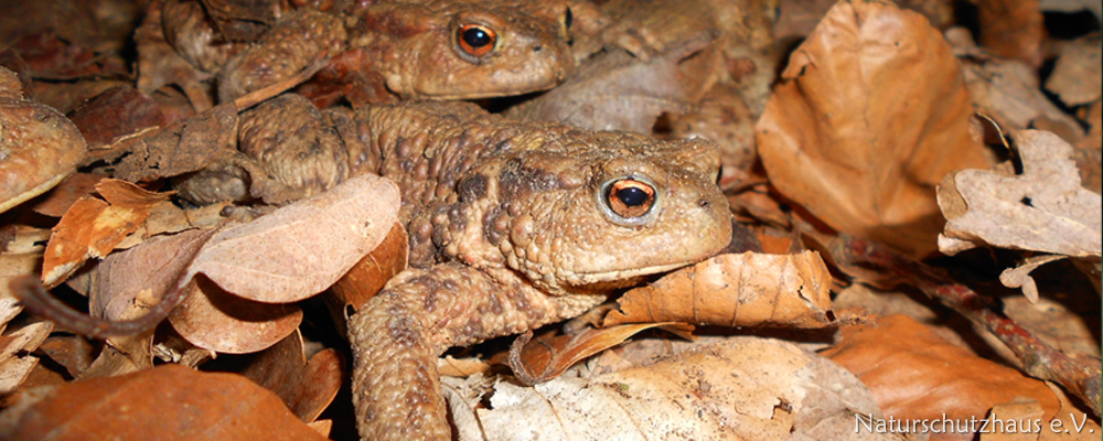 Toad protection