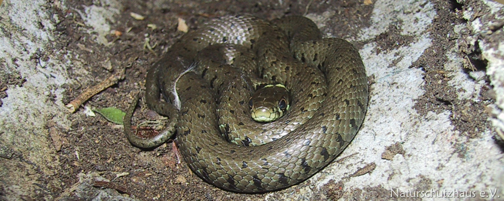 Grass snake