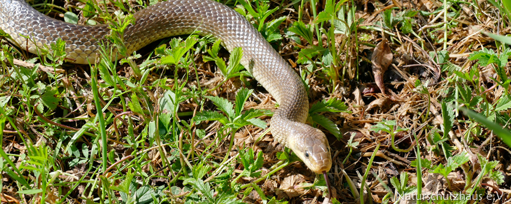 Aesculapian snake – reptile protection