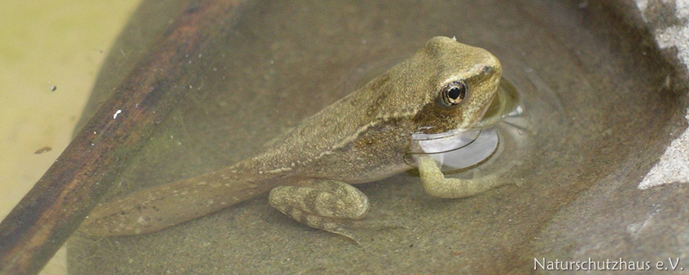 Frog pond – amphibian promotion