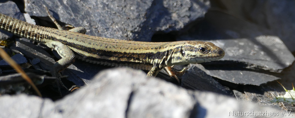 Lizard