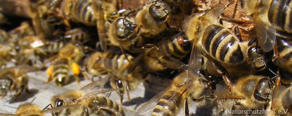 Bees