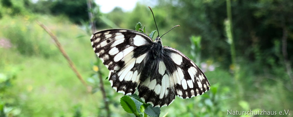 Marbled white butterfly