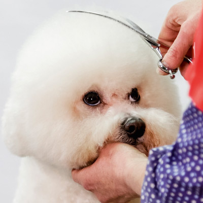 Fellschere (Grooming)