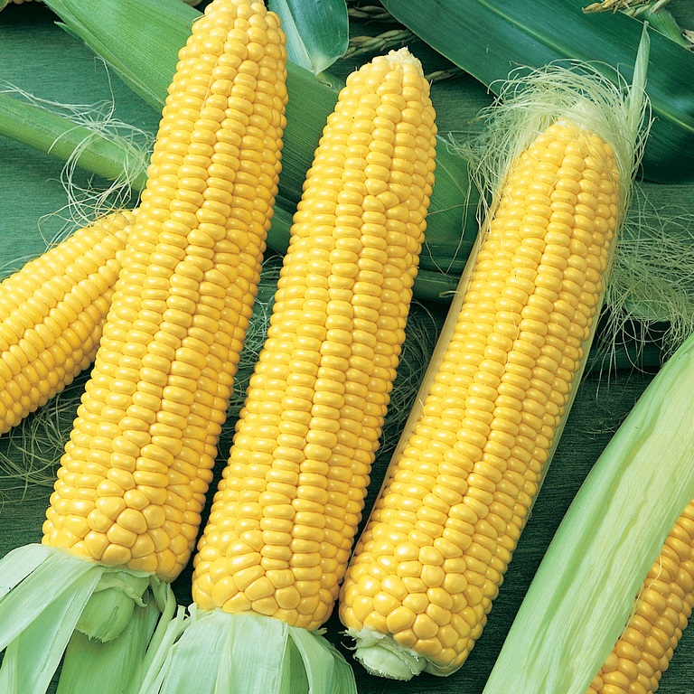 Corn