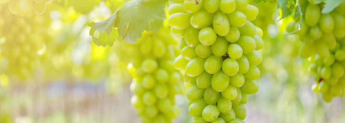 Regionales Obst- und Gemüsesortiment
