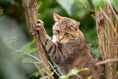 Wildkatze