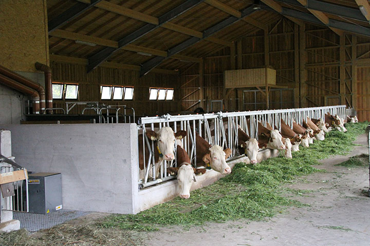 Stallbau in der Landwirtschaft