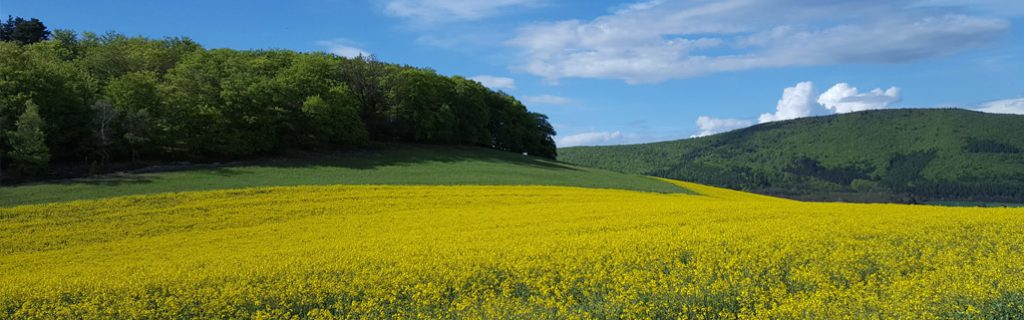 Raps – Banner Landhandel Kuhs