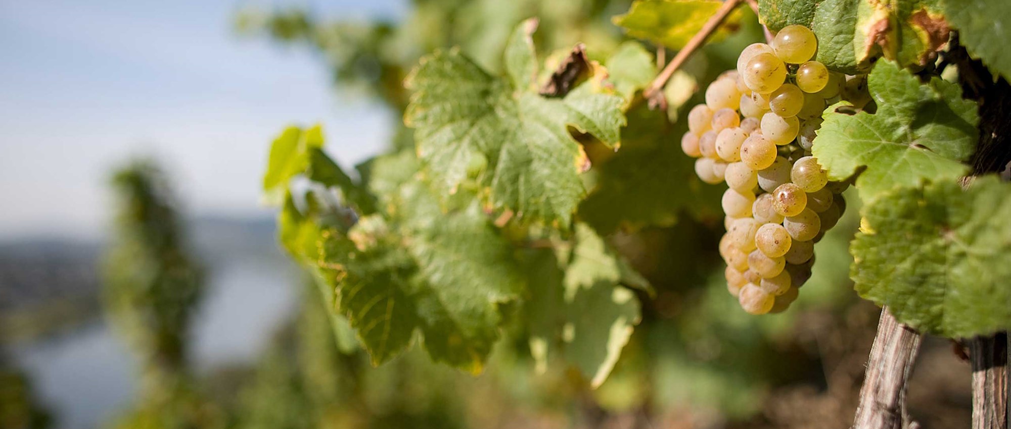 Weinberge an der Mosel