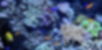 LEDX CORAL light G1